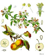 Gartenkunst im Passauer Land - Erläuterung weiterer Pflanzen - Apfel und Aprikose
