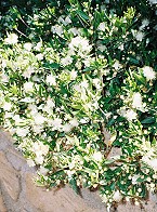 Gartenkunst im Passauer Land - Wohlgeruch und kostbare Gabe - Myrrhe (Commiphora gileadensis)