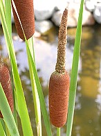 Gartenkunst im Passauer Land - Rohrkolben (Typha angustifolia)